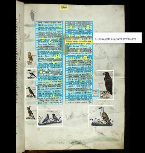 Friedrich II, De arte venandi cum avibus. Example of transcription with annotated illuminations, showing illustrations of birds on a manuscript page.