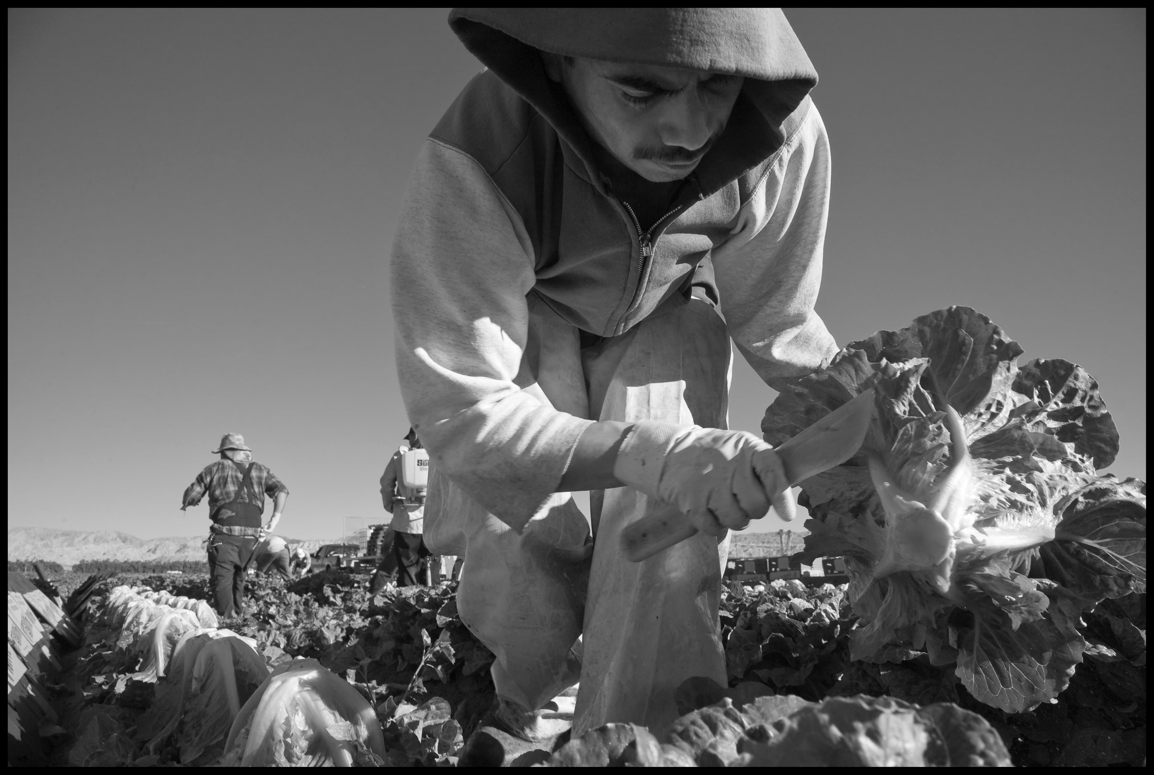 A crew of farm workers harvests romaine lettuce for Pamela Packing Company near Mecca, in the Coachella Valley.