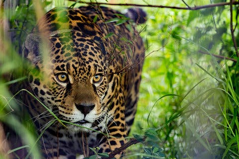 Jaguar in jungle