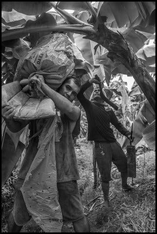 Workers hauling bags of harvested bananas in the field of the DARBCO cooperative in the Mindanao city of Panabo. 2019. The David Bacon Archive, Department of Special Collections, Stanford Libraries
